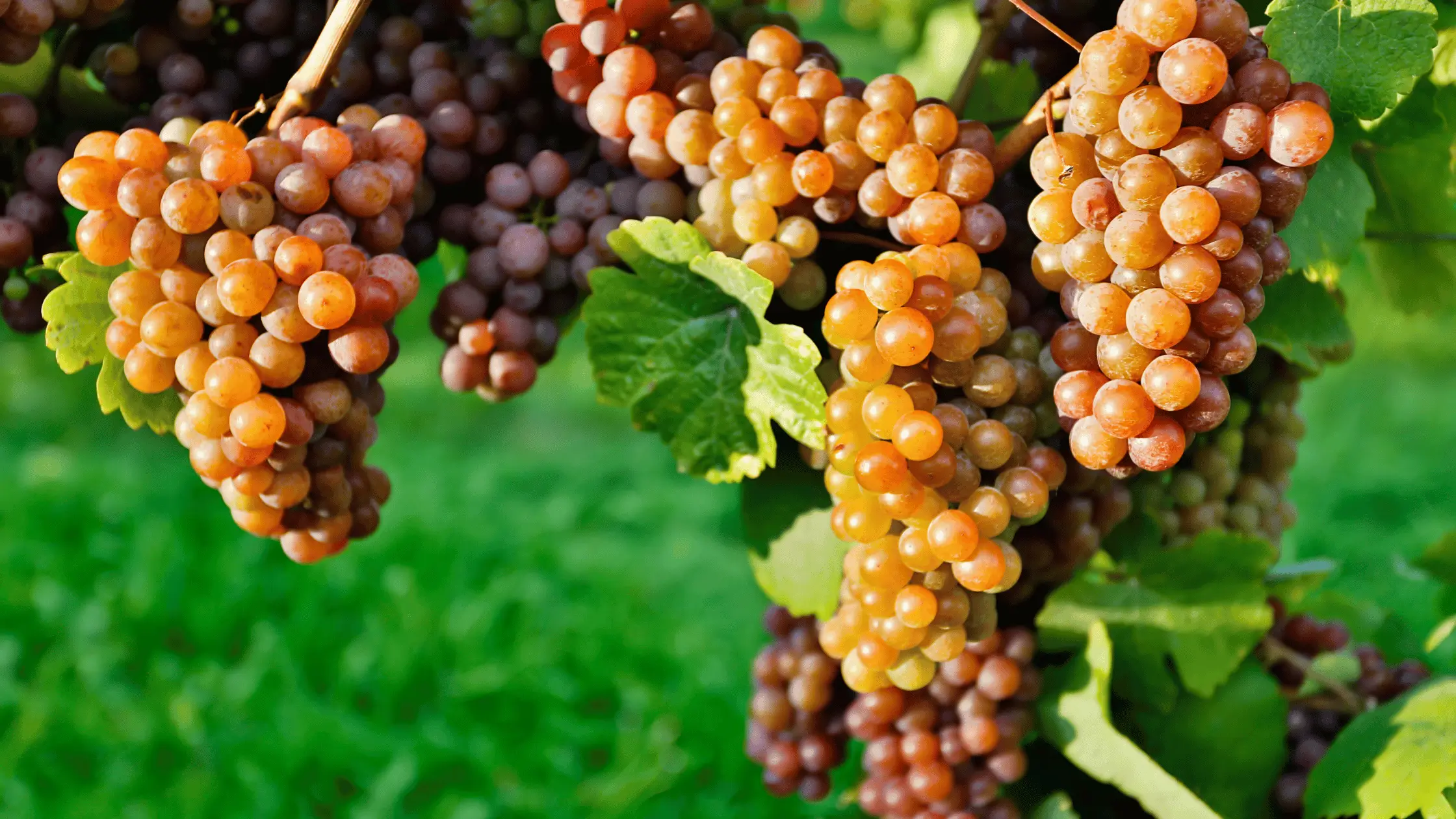 Serveringstemperatur for Pinot Noir